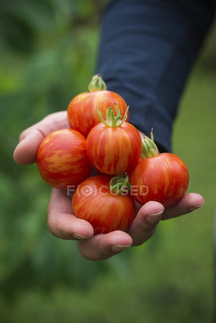 Man holds freshly harvested 'Tigerella' tomatoes in his hand — Stock Photo