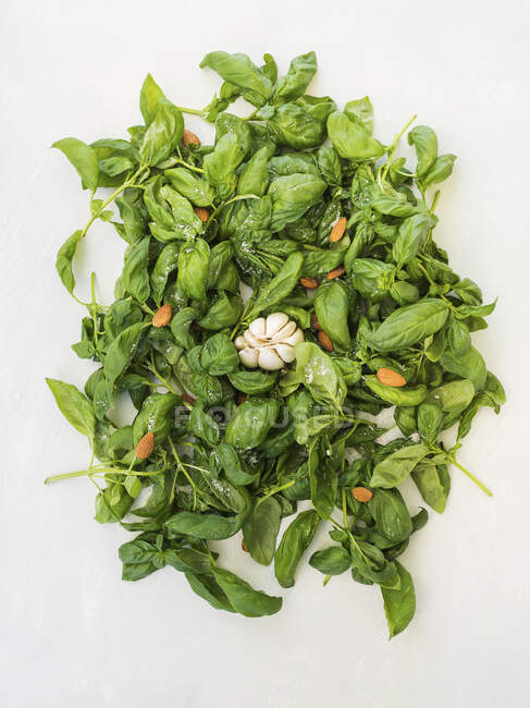 El pesto de albahaca en progreso - hojas de albahaca con almendras, ajo, sal y parmesano sobre fondo gris - foto de stock