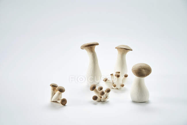 Close-up shot of delicious King oyster mushrooms — Stock Photo