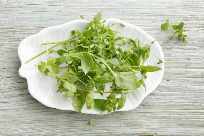 A plate of fresh chickweed — Stock Photo