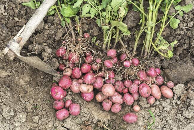 Fresh organic young red potatoes on the field — Stock Photo