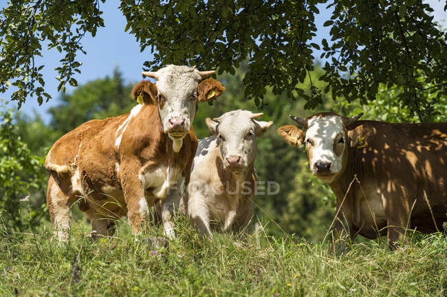 Carne criada humanamente: ganado vacuno joven en un prado - foto de stock