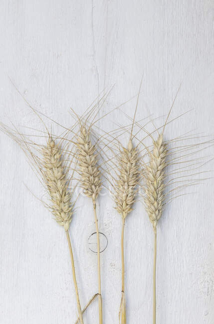 Уши пшеницы на белом фоне — стоковое фото