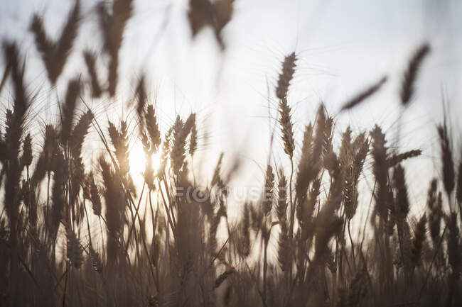 A field of dwarf wheat — Stock Photo