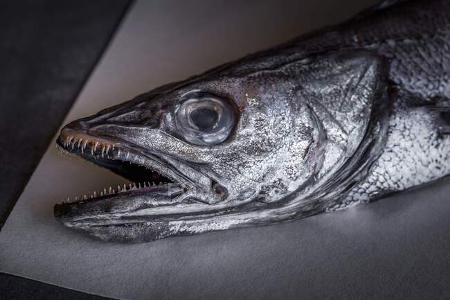 Vista parcial de uma pescada — Fotografia de Stock