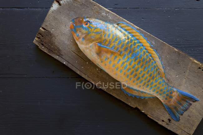 Um peixe de papagaio fresco em uma tábua de madeira — Fotografia de Stock
