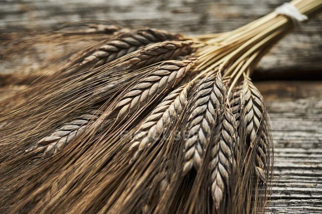 Orejas de trigo negro emmer - foto de stock