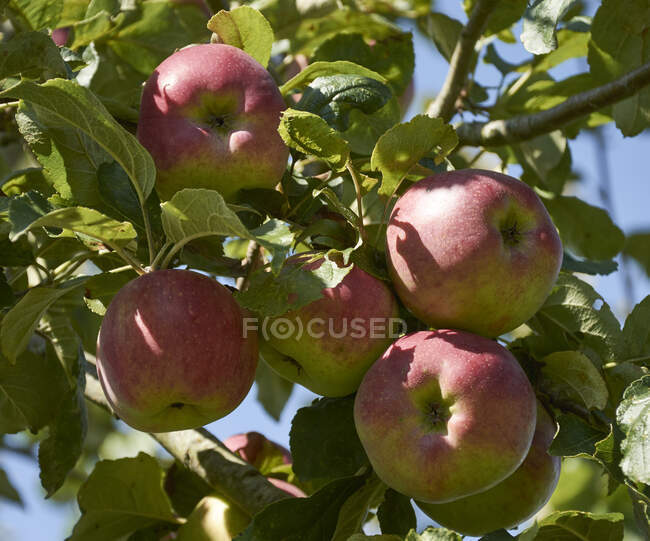 Красные яблоки на дереве — стоковое фото