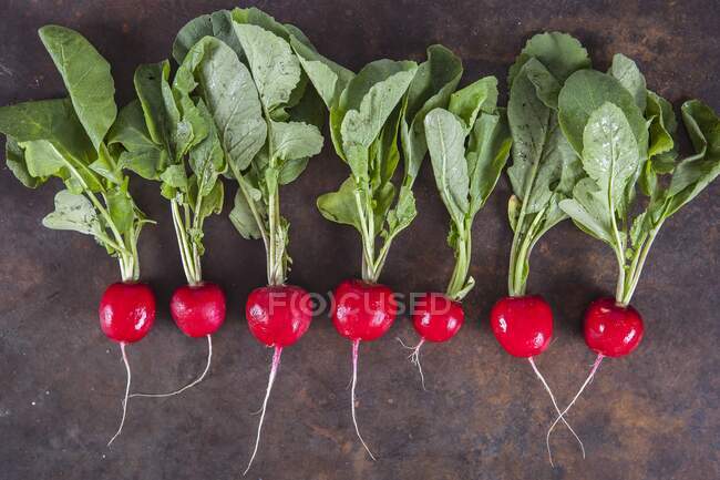 Radishes in a row — Stock Photo