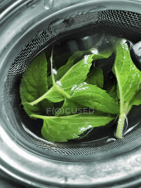 Свіже листя м'яти в чайній серветці — стокове фото
