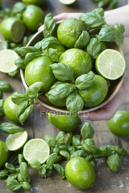 Limes and fresh basil — Stock Photo