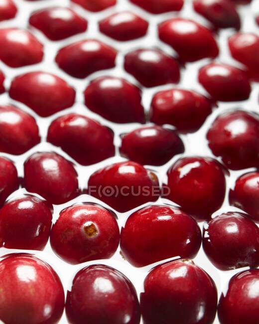 Cranberries em vista de close-up de água — Fotografia de Stock