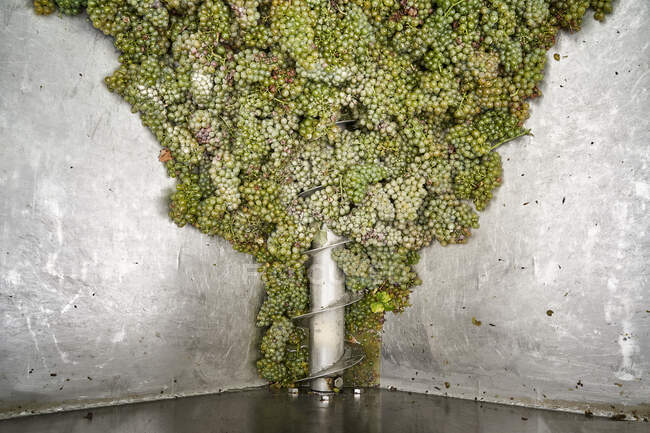 Виноград в винтовом конвейере — стоковое фото