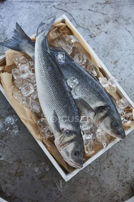 Two fresh fish on ice in a wooden crate (top view) — Stock Photo