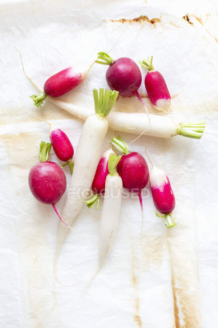 Fresh radishes, red and white — Stock Photo
