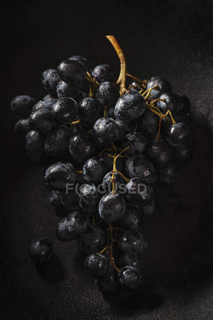 Racimo de uvas azules con gotas de agua sobre fondo oscuro - foto de stock