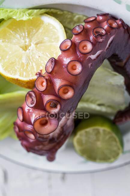 Um tentáculo de polvo (close-up) — Fotografia de Stock