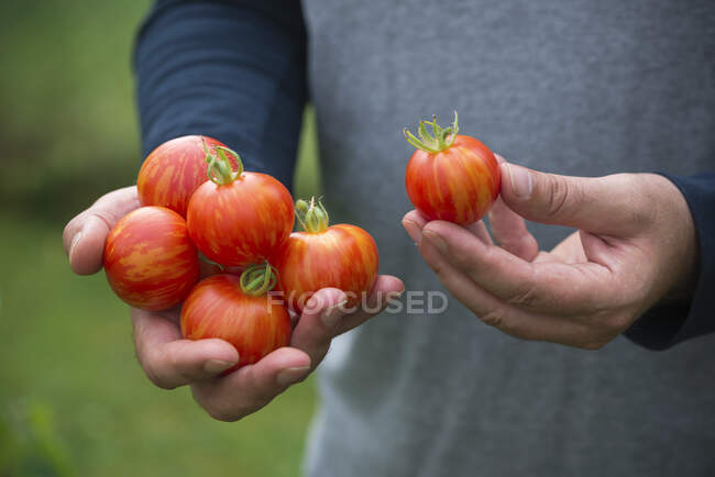 Мужчина держит в руках свежесобранные помидоры 