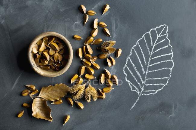 Beechnuts in a wooden bowl, beech fruits and leaves next to a beech leaf drawn in chalk on a blackboard — Stock Photo