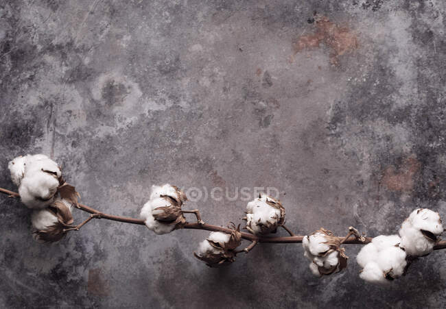 Cotton still close-up view — Stock Photo