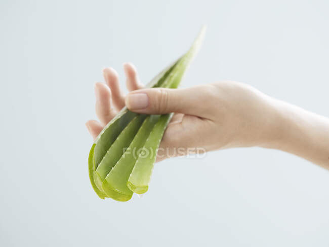 A hand holding aloe vera — Stock Photo