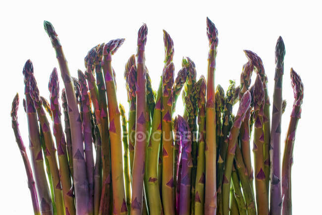 Varie lance di asparagi su uno sfondo bianco — Foto stock