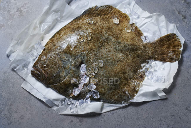 Whole turbot on paper with crushed ice — Stock Photo