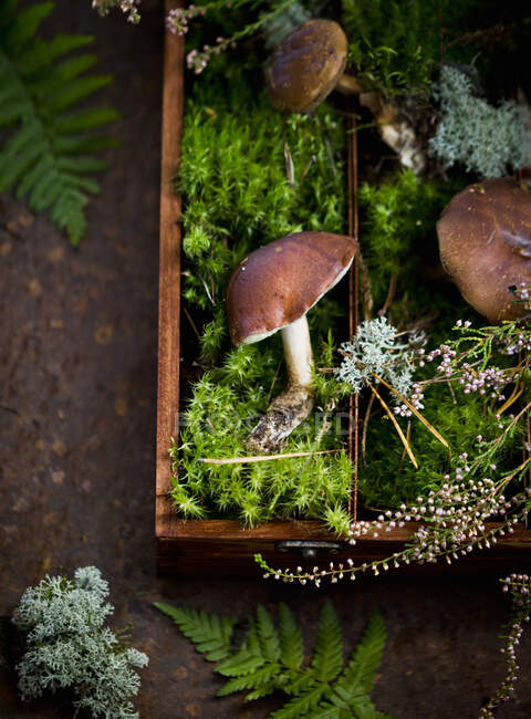 Champignons sur fond de forêt. champignons comestibles — Photo de stock