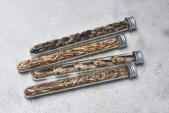 Insetos nos tubos de ensaio: grilos, minhocas, gafanhotos e bichos-da-índia — Fotografia de Stock