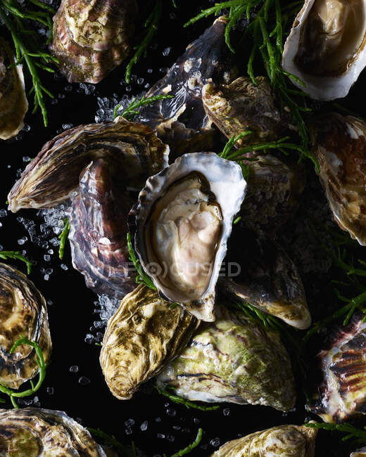 Fresh oysters with mussels and parsley-seafood — Stock Photo