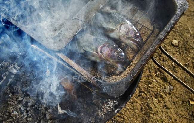 Trout being smoked close-up view — Stock Photo