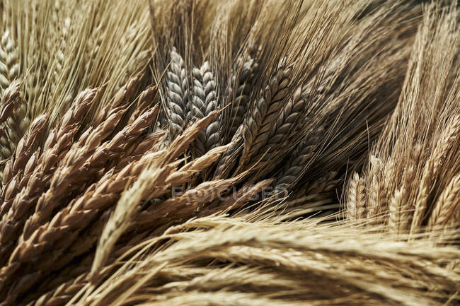Espigas maduras de trigo en el campo - foto de stock