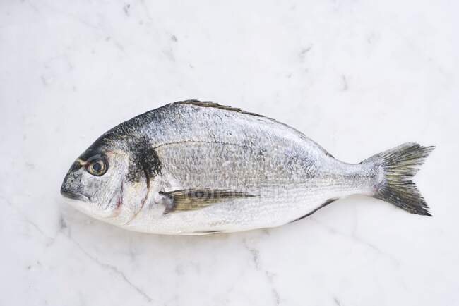 Fresh seabream at marble table — Stock Photo