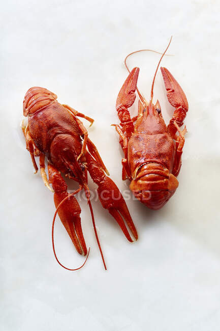 Crayfish vermelho cru no fundo branco — Fotografia de Stock