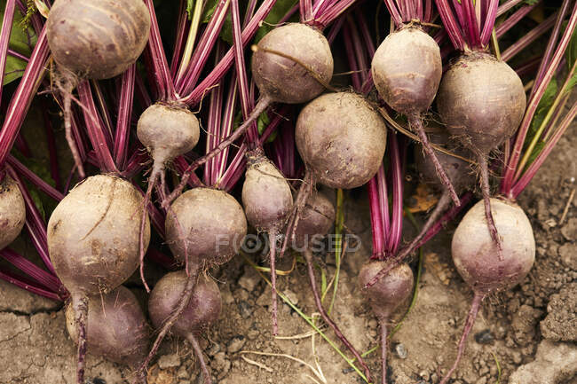 Fresh beetroots taken out of the ground in the garden — Stock Photo