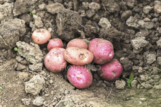 Patatas rojas jóvenes en el suelo - foto de stock