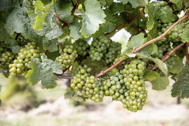 Виноград на виноградной лозе — стоковое фото