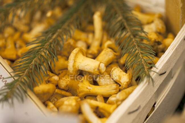 Chanterelles dans une caisse en bois à un marché — Photo de stock