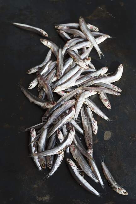 Sardines on a metal sheet — Stock Photo