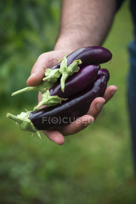 Man holds freshly harvested finger eggplants in his hand — Stock Photo