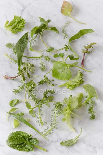 Various wild herbs on a marble background (seen from above) — Stock Photo