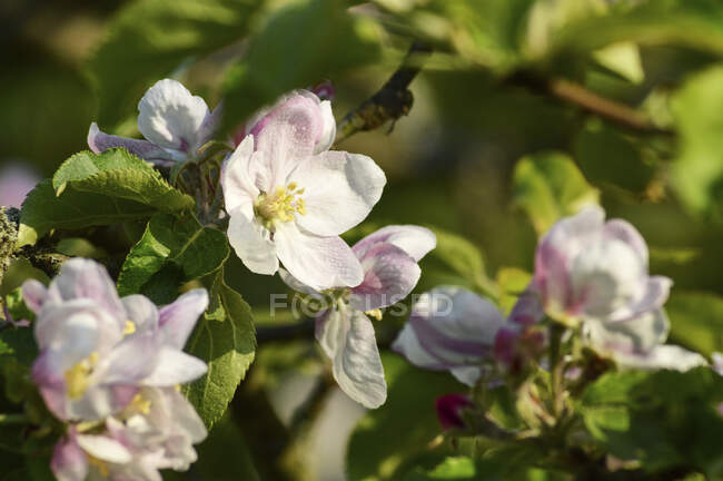 Flor de manzana en el árbol - foto de stock