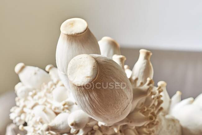 Close-up tiro de deliciosos cogumelos trompete rei fresco — Fotografia de Stock