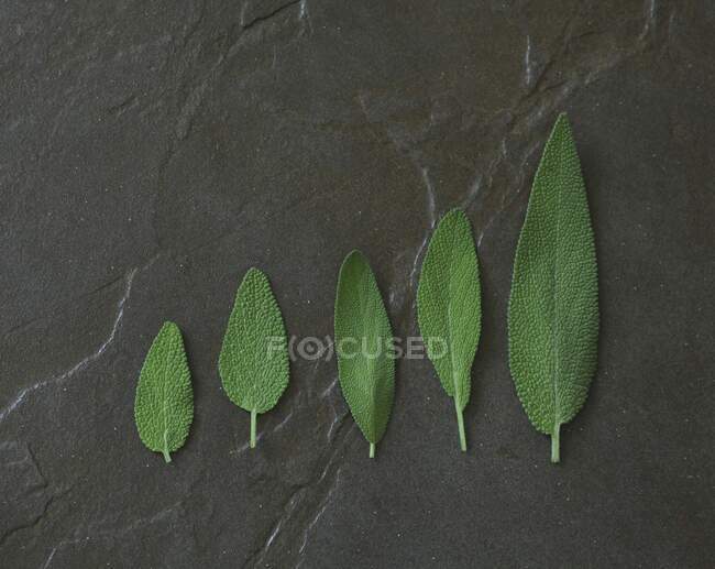 Cinque foglie di salvia di dimensioni diverse — Foto stock