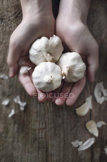 Mani che tengono tre bulbi di aglio — Foto stock