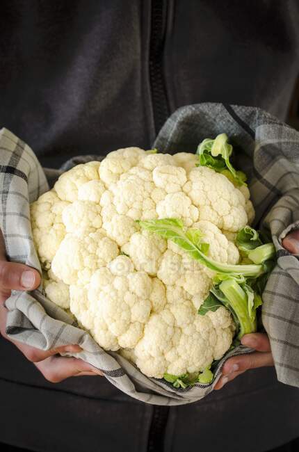 Hands holding a cauliflower — Stock Photo