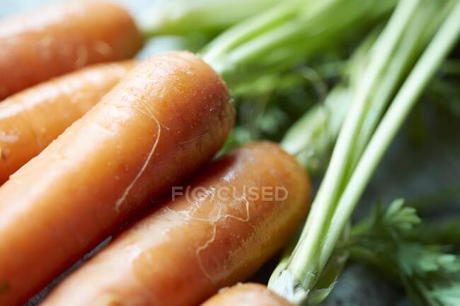 Zanahorias frescas con tallos verdes, tiro de cerca - foto de stock