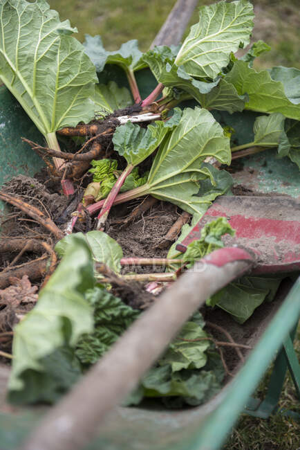 Rhubarbe poussant dans un champ — Photo de stock