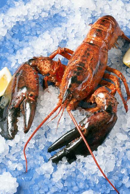 A whole cooked lobster on ice — Stock Photo