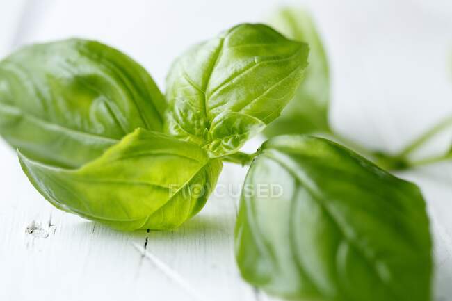 Basil leaves on a white wooden background — Stock Photo